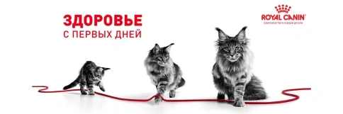 Сухой корм Royal Canin Kitten Sterilised для котят, 2 кг фото 17