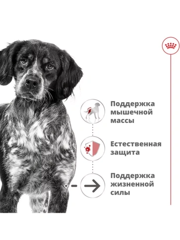 Влажный корм (консервы) Royal Canin Medium Ageing Adult для пожилых собак средних пород, 410 г фото 2