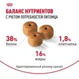 Сухой корм Royal Canin Siamese для взрослых сиамских кошек, 400 г фото 4