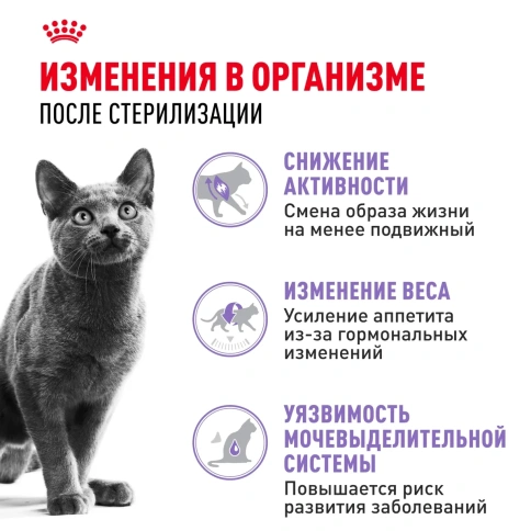 Сухой корм Royal Canin Siamese для взрослых кошек сиамской породы, 400 г фото 3