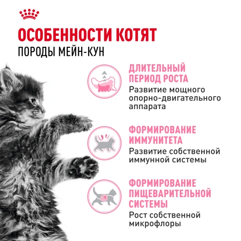 Сухой корм Royal Canin Kitten Maine Coon для котят, 10 кг фото 2