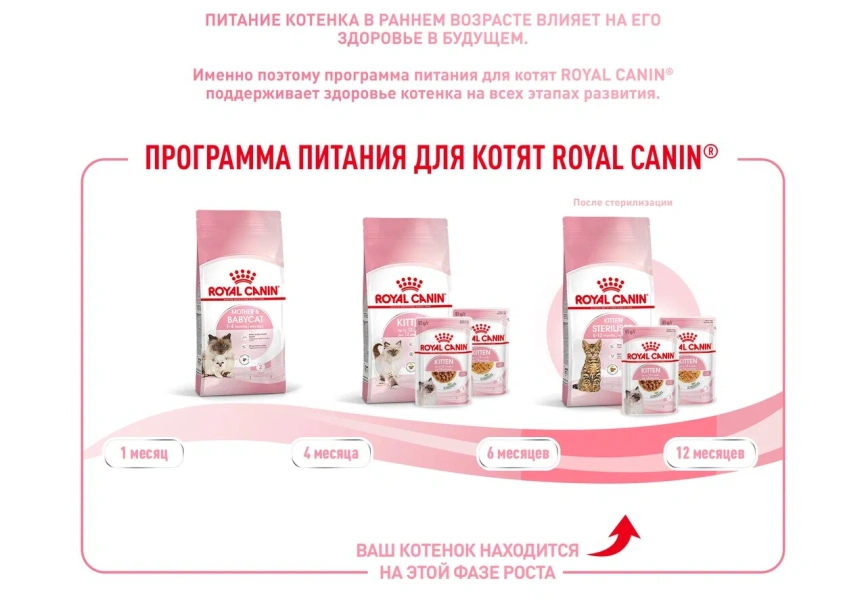 Сухой корм Royal Canin Kitten Sterilised для котят, 3.5 кг фото 17