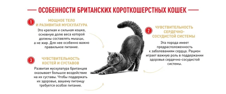 Сухой корм Royal Canin Maine Coon для кошек, 10 кг фото 14
