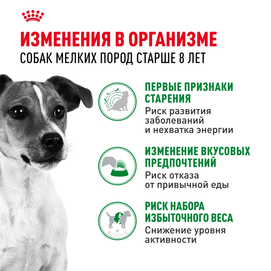 Сухой корм Royal Canin Mini Adult 8+ для пожилых собак, 4 кг фото 2