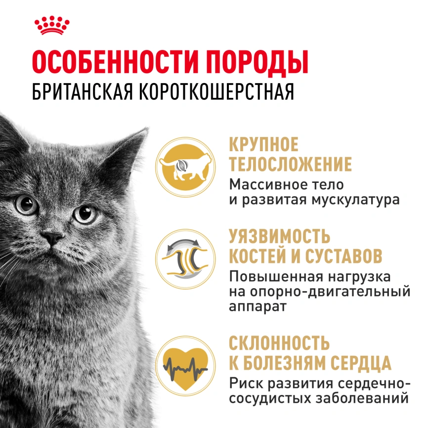 Сухой корм Royal Canin British Shorthair для кошек породы британская короткошерстная, 4 кг фото 2