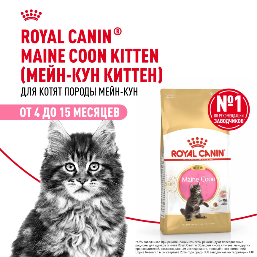 Сухой корм Royal Canin Kitten Maine Coon для котят, 10 кг фото 14