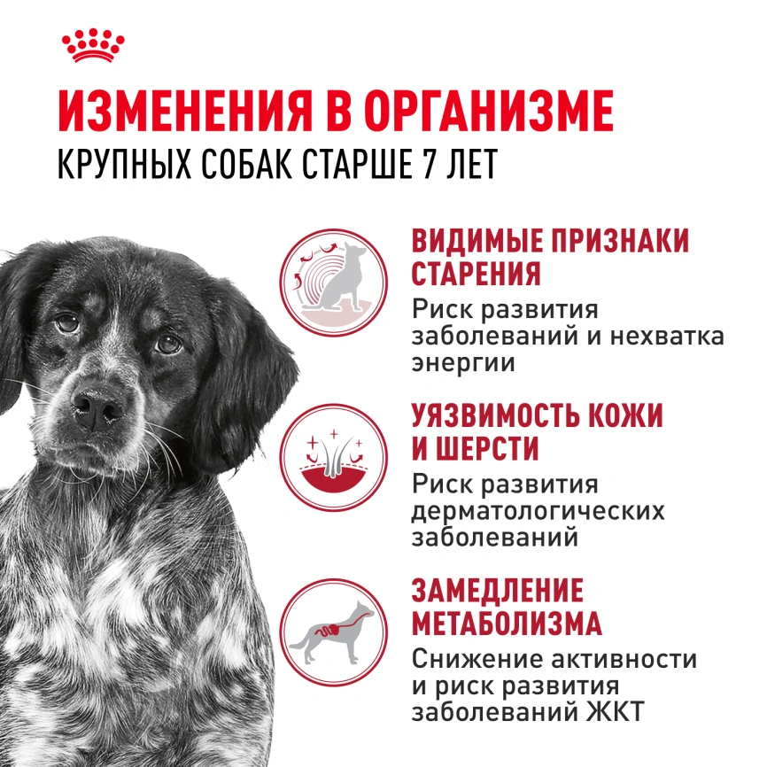 Сухой корм Royal Canin Medium Adult 7+ для собак, 15 кг фото 2
