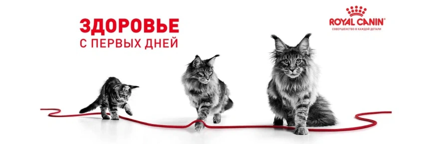 Сухой корм Royal Canin Kitten Sterilised для котят, 3.5 кг фото 13