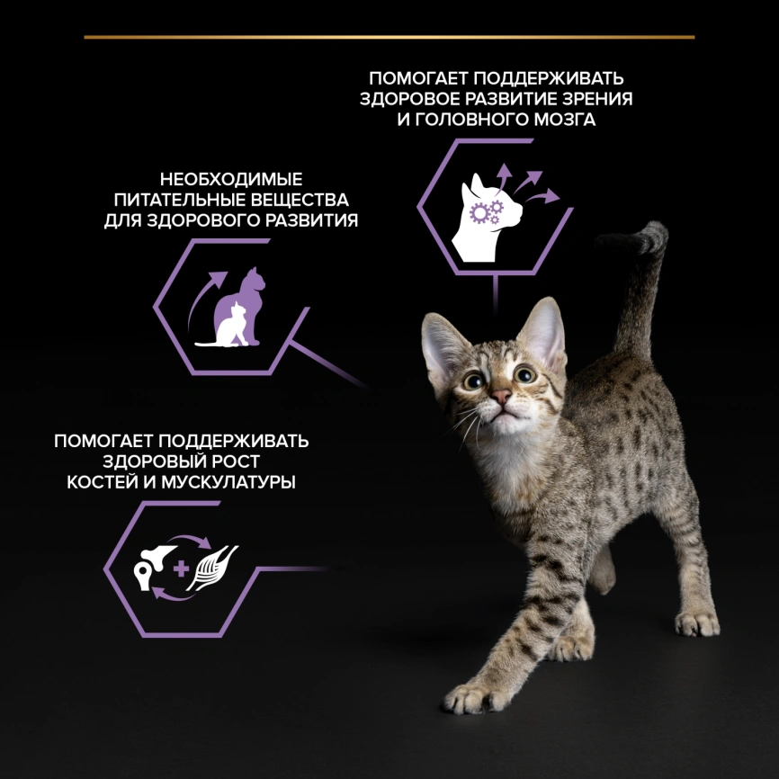 Влажный корм Purina Pro Plan Healthy Start для котят, с говядиной в соусе, 85 г фото 2