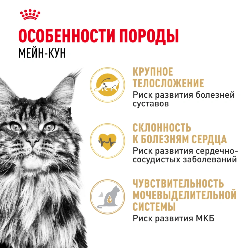 Сухой корм Royal Canin Maine Coon для кошек, 2 кг фото 2