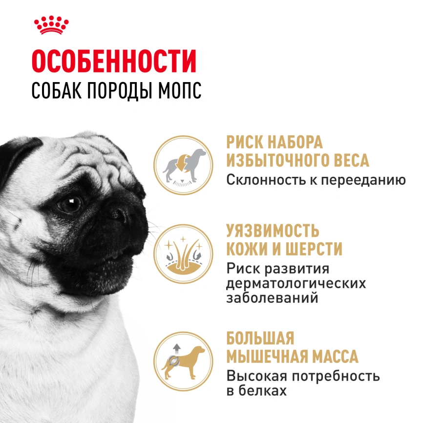 Сухой корм Royal Canin Pug Adult для взрослых собак, 500 г фото 2