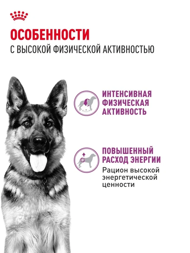 Сухой корм Royal Canin Club Energy HE, для активных собак, 20 кг фото 2