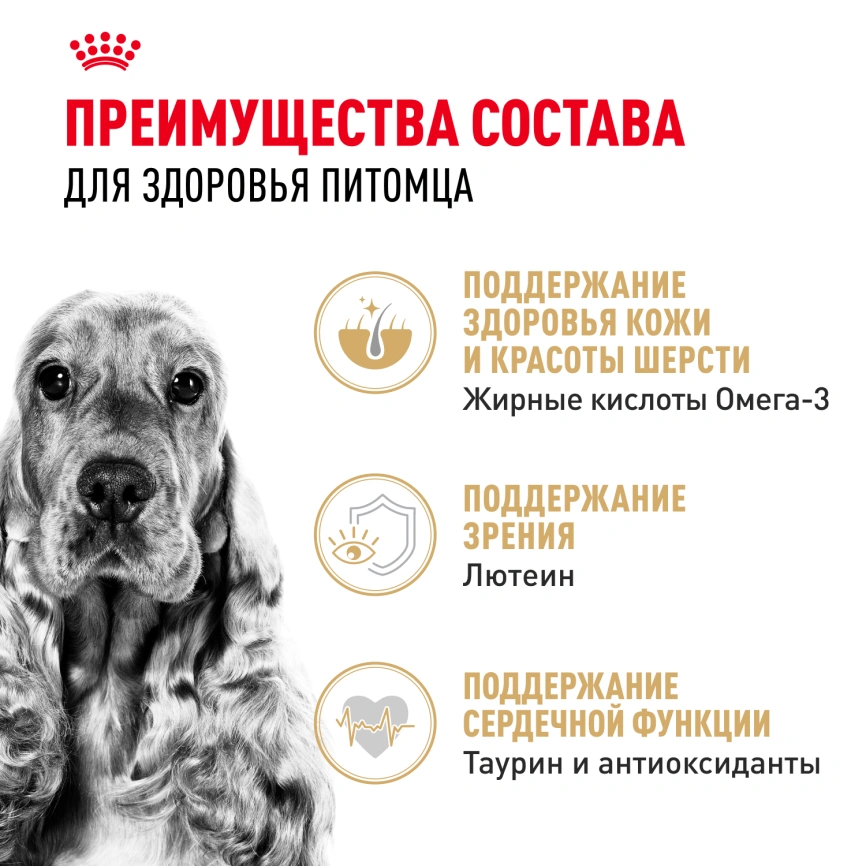 Сухой корм Royal Canin Cocker Adult для собак породы кокер-спаниель, 3 кг фото 3