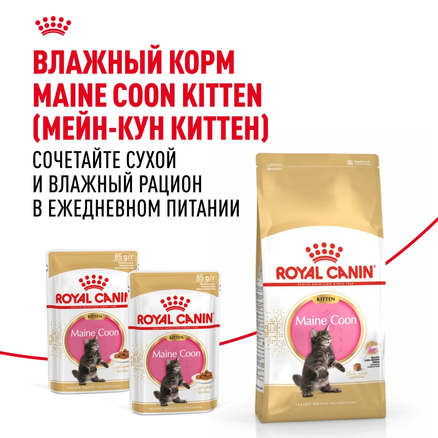 Сухой корм Royal Canin Kitten Maine Coon для котят, 2 кг фото 8