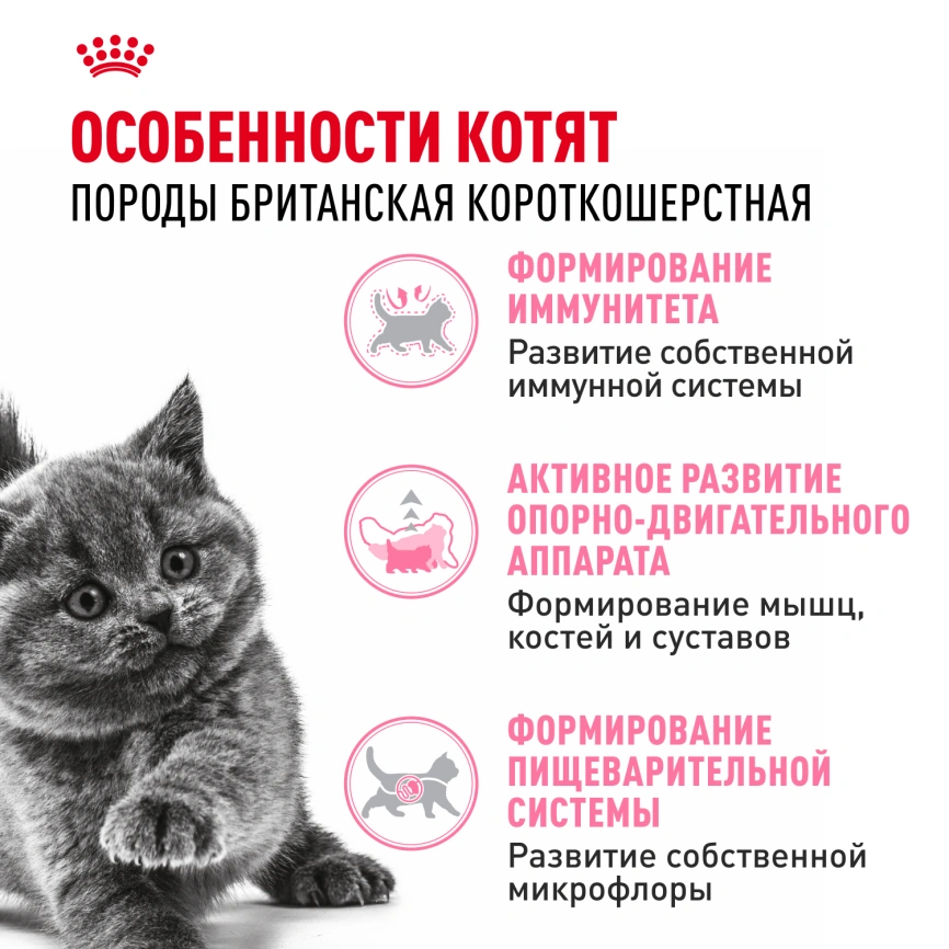 Сухой корм Royal Canin Kitten British Shorthair для котят, 2 кг фото 2