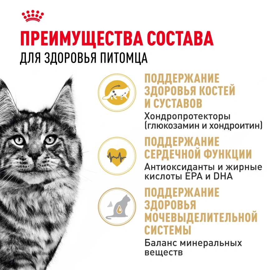 Сухой корм Royal Canin Maine Coon для кошек, 4 кг фото 3