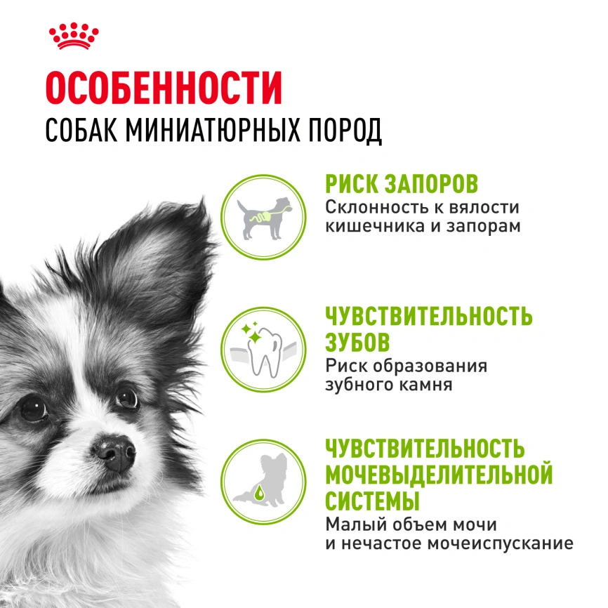 Сухой корм Royal Canin X-Small Adult для собак, 500 г фото 2
