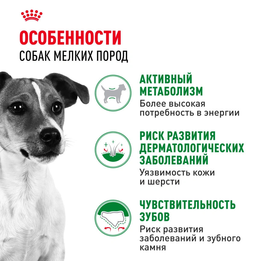 Сухой корм Royal Canin Mini Adult для взрослых собак, 4 кг фото 2