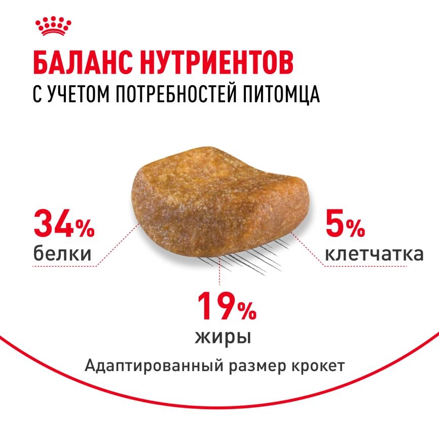 Сухой корм Royal Canin British Shorthair для кошек породы британская короткошерстная, 4 кг фото 4