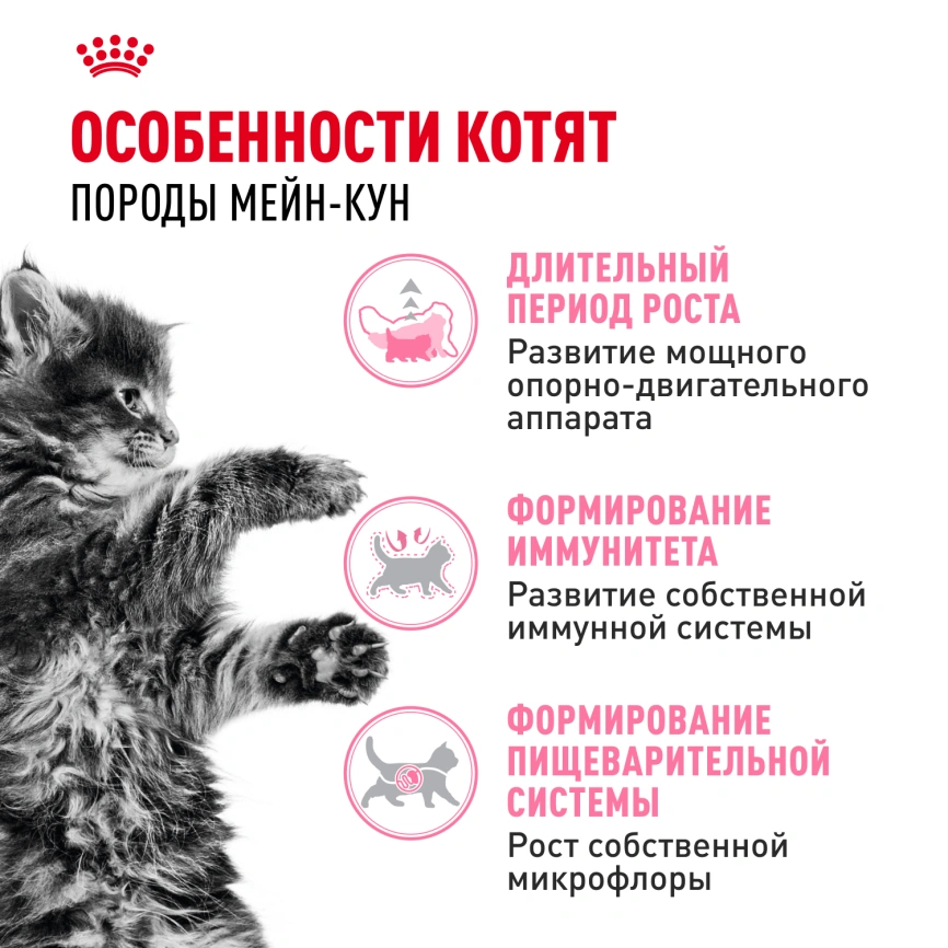 Сухой корм Royal Canin Kitten Maine Coon для котят, 4 кг фото 2